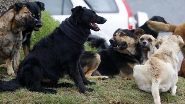 Municipalidad de San Pedro de Atacama pide la eutanasia de 4.500 perros vagos
