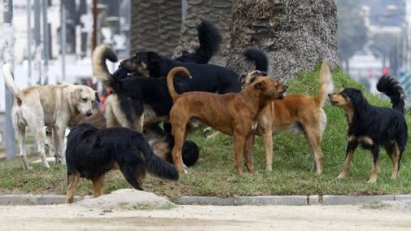 Seremi de Salud descartó aplicar eutanasia a perros callejeros de San Pedro
