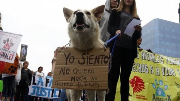 Corea del Sur prohíbe el consumo de carne de perro a partir de 2027
