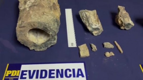 Familia exhibía fósiles de dinosaurios en TikTok y PDI se los quitó
