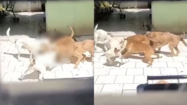 Nuevo caso de maltrato animal: perros se comían y agredían entre ellos tras abandono de su dueño