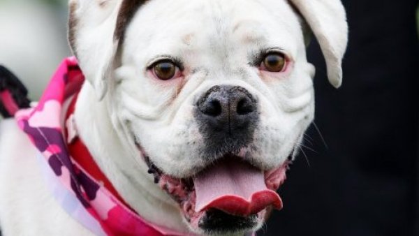 Abandono y maltrato animal: hubo 2.383 denuncias en 2023