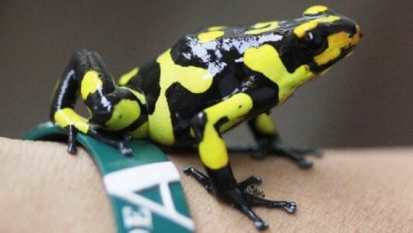 Intentó traficar 130 ranas en peligro de extinción, pero fue detenida en Colombia