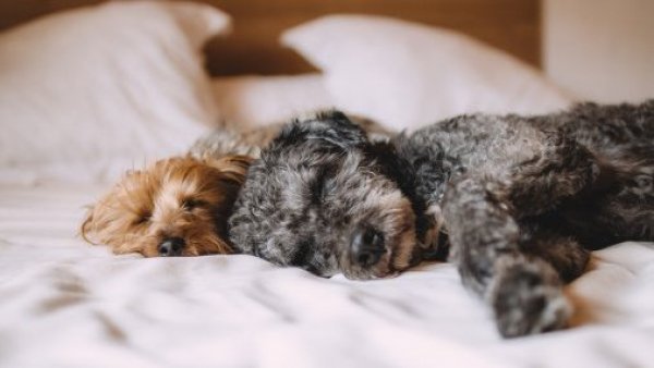 Sus hijos "no la merecían": mujer China deja millonaria herencia a sus mascotas
