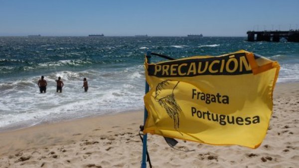Presencia de Fragata Portuguesa obliga a cierre de playa en Tongoy
