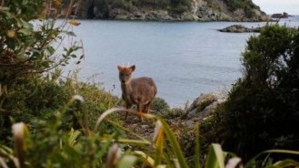 Nueva carretera en Chiloé contará pasos ecológicos para la fauna nativa
