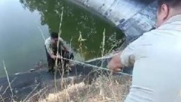 Rescatan a dos perritos que estaban atrapados en tranque de Quintay
