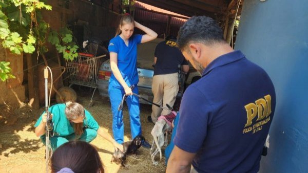 Maltrato animal: detienen a mujer que mantenía a perros en desnutrición en Villa Alemana
