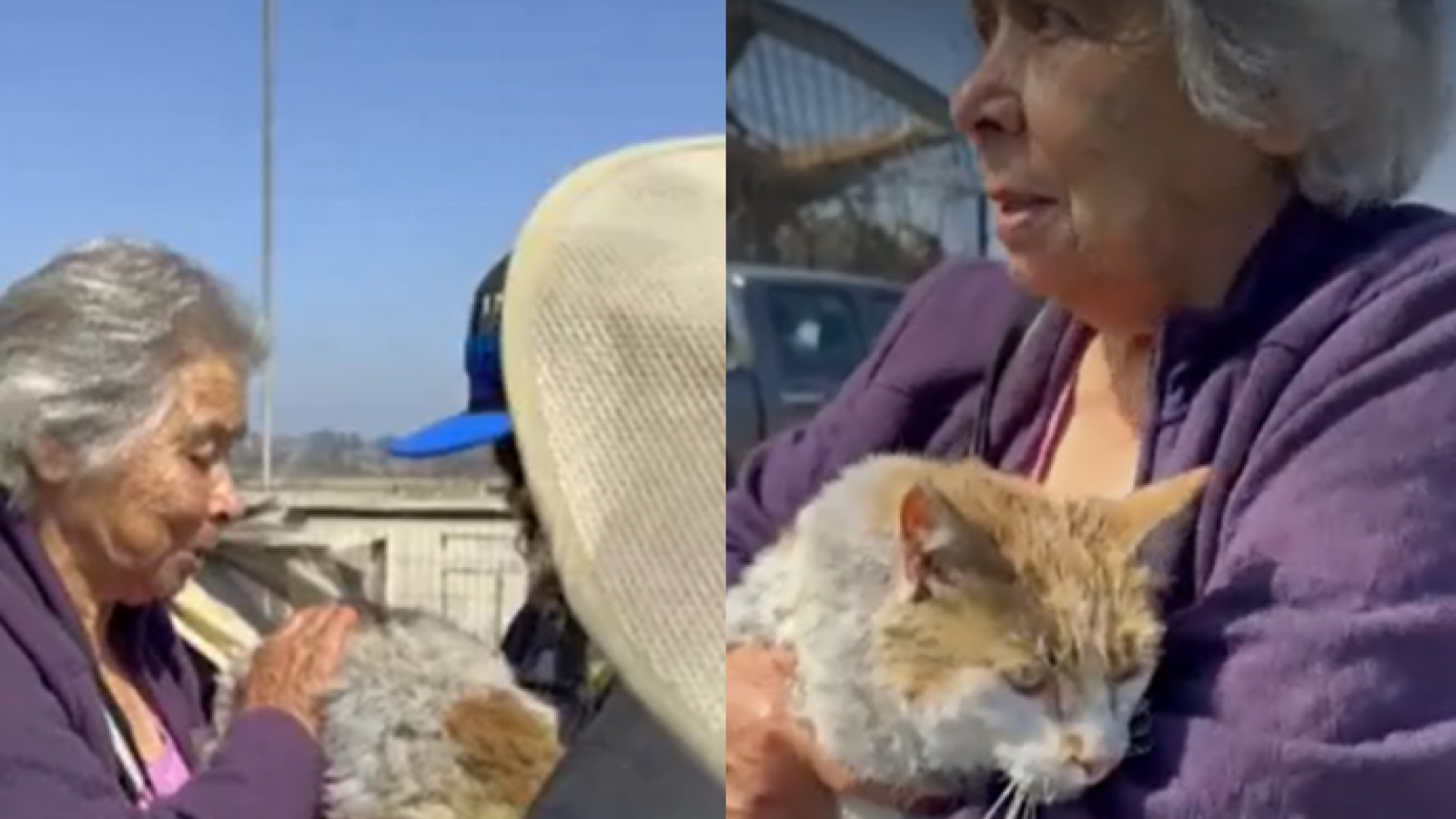 Emotivo momento: Alicia se reencontró con su gatito perdido tras destrucción de incendio
