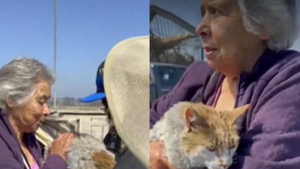 Emotivo momento: Alicia se reencontró con su gatito perdido tras destrucción de incendio