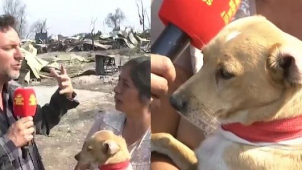 Perrito ayudó a resguardar a su dueño durante incendio: "Él me cubrió y pude salir"