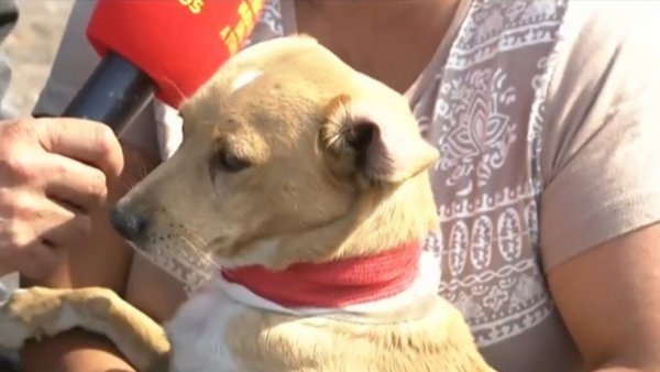 Curly, el perrito que ayudó a resguardar a su humano durante incendio
