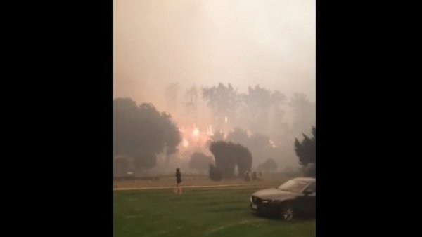 Un daño irreversible: Jardín Botánico de Viña del Mar destruido en su totalidad
