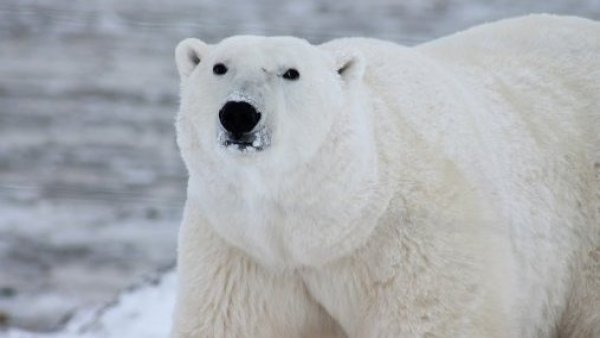 Los osos polares corren el riesgo de morir de inanición si el verano ártico se alarga
