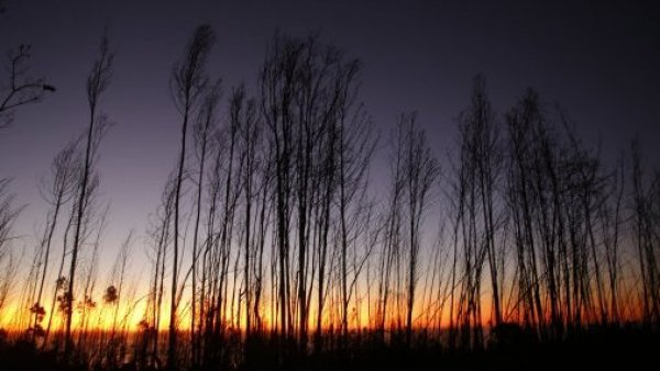 <p>Incendio forestal. Purén. </p>Incendio forestal: Senapred activa Alerta SAE para evacuar comuna de Purén
