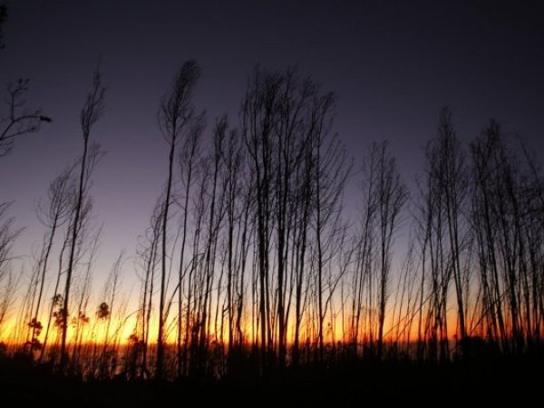 Incendio forestal. Purén.