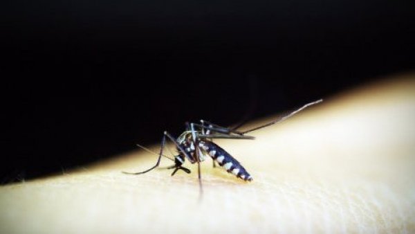 Declaran epidemia de dengue en Río de Janeiro tras fuerte brote en el resto de Brasil
