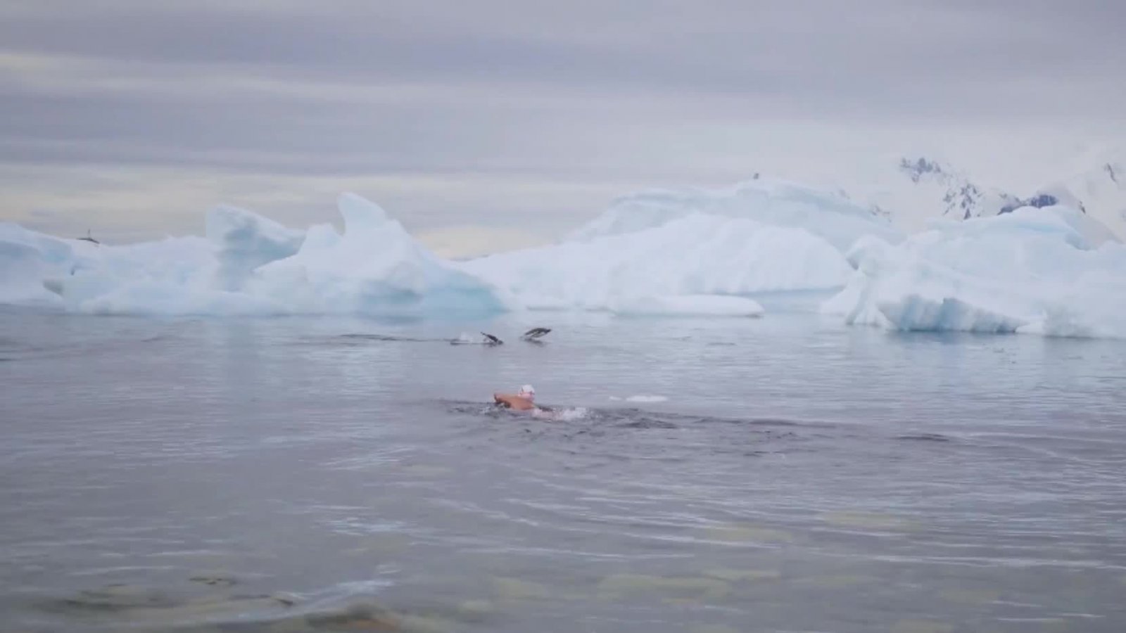 Sirena de Hielo: Un nado en el corazón del océano
