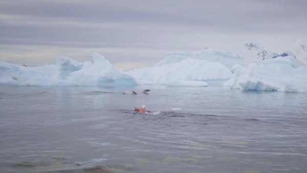 Sirena de Hielo: Un nado en el corazón del océano
