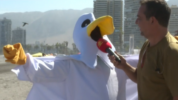 ¡Gavioteke llegó hasta Iquique!
