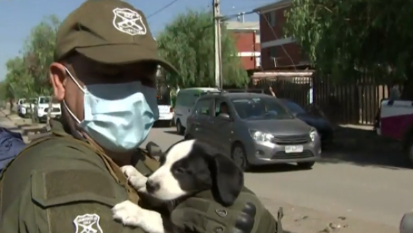Rescatan a perritos desde la destrucción de rucos en Cerrillos
