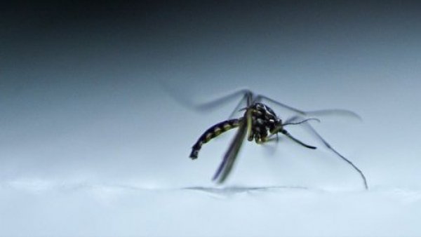 Brasil bate récord histórico de casos de dengue: hay más de 1,88 millones contagios
