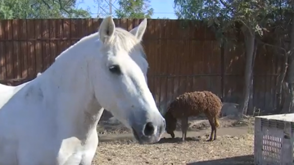 Encontramos animales en el corral de autos fiscalizados
