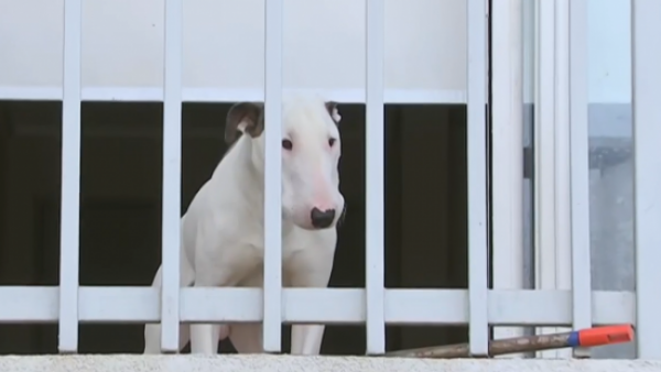 Severo maltrato animal: Hombre dejó a perrito abandonado en departamento hace dos meses
