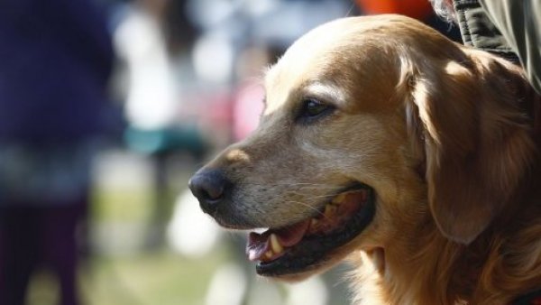 Diputados repudian proyecto que permitiría matanza de perros abandonados
