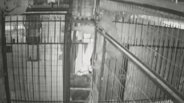 Delincuente quedó atrapado al intentar robar botillería
