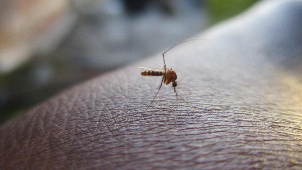 Dengue: mitos y verdades sobre la enfermedad que crece en Latinoamérica