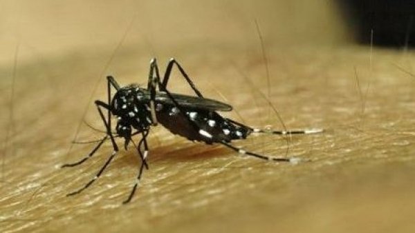 Minsal asegura que “no hay contagios por dengue en Chile Continental”