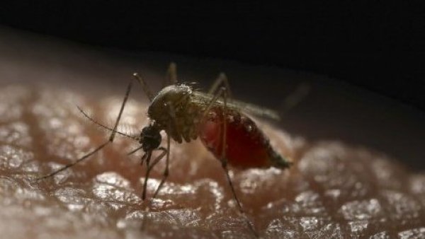 Declaran alerta amarilla en Los Andes por múltiples focos de dengue