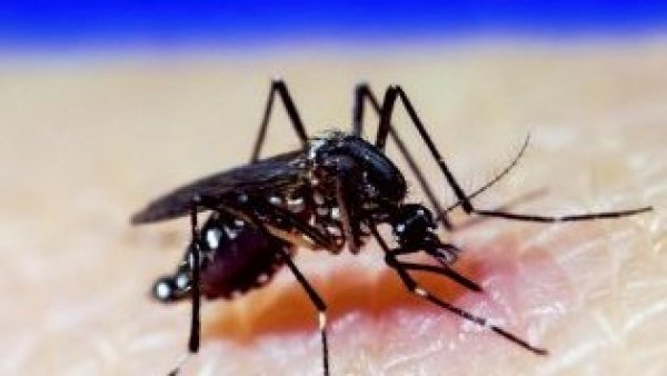 Minsal alerta por mosquito del dengue: “Si se instala es muy difícil erradicar"
