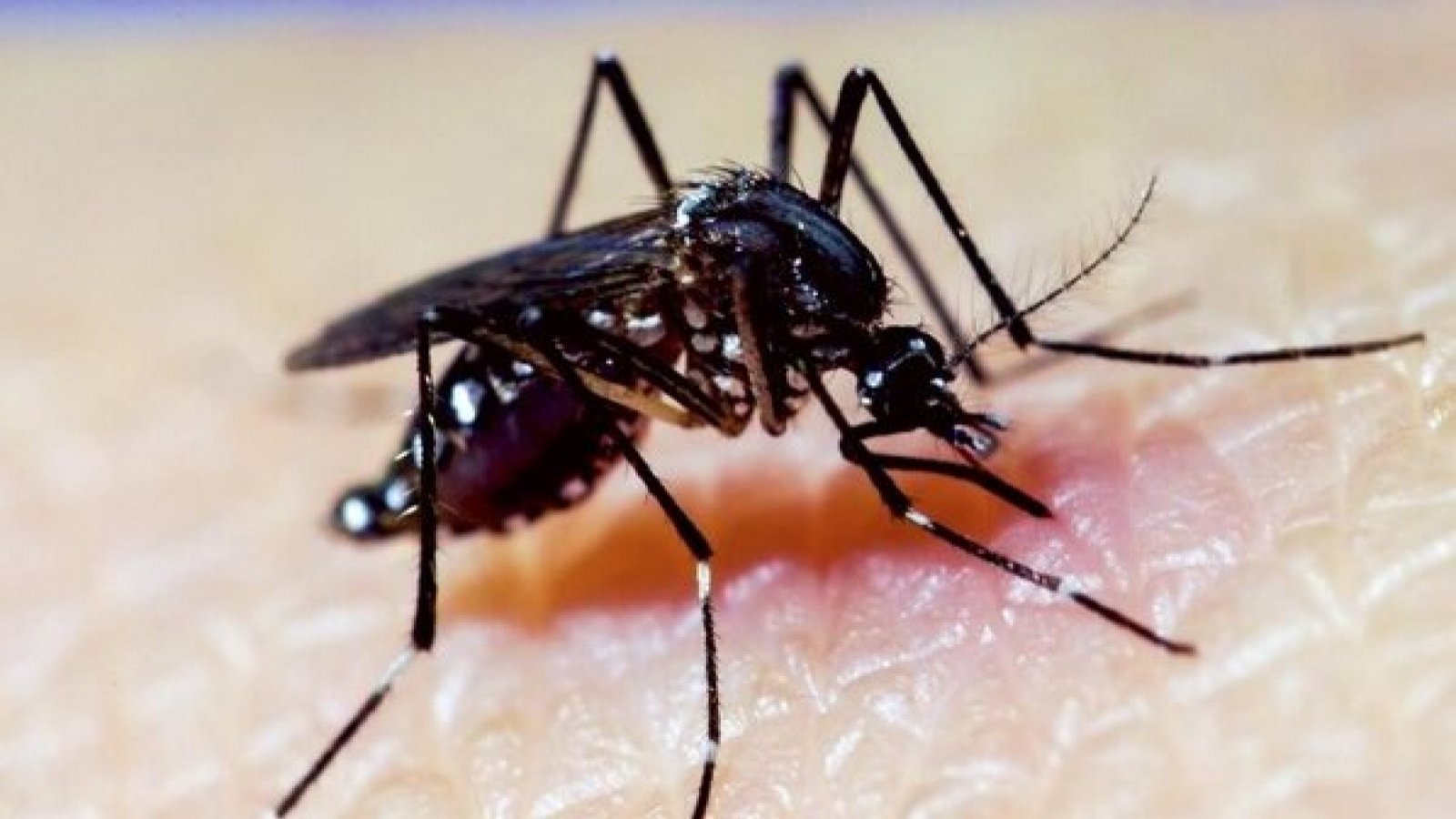 "Le gusta picar en la mañana y en las tardes": Experta entrega recomendaciones para estar atento al dengue
