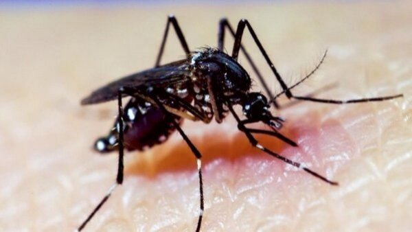"Le gusta picar en la mañana y en las tardes": Experta entrega recomendaciones para estar atento al dengue
