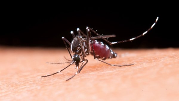 Síntomas y cuidados a tener en cuenta frente a la presencia del dengue

