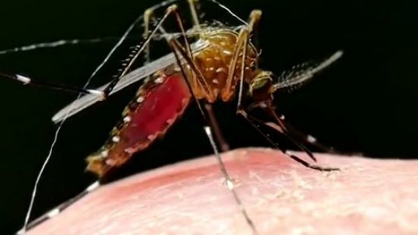 Alcalde de Los Andes nos informa sobre la alerta amarilla por dengue
