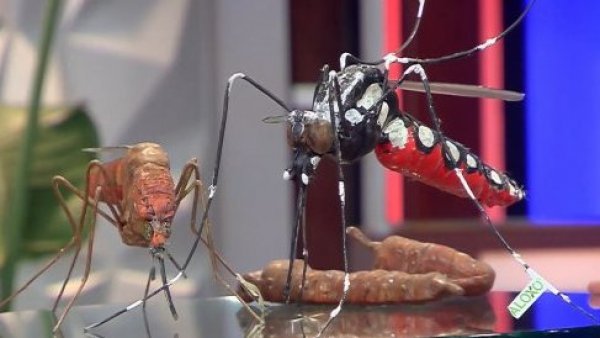 En alerta e informados: Conozca al mosquito del dengue

