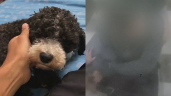 Decretan arresto domiciliario total y arraigo nacional para sujeto que mató a perro desde piso 12