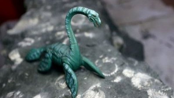 <p>Tesoro en Algarrobo: Hallan reptil marino de 70 millones de años en costa chilena</p>Tesoro en Algarrobo: Hallan reptil marino de 70 millones de años en costa chilena
