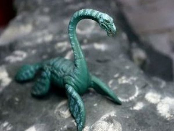 Tesoro en Algarrobo: Hallan reptil marino de 70 millones de años en costa chilena