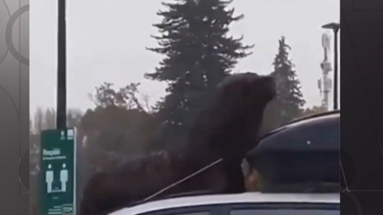 Lobo marino decide descansar sobre un colectivo en Valdivia
