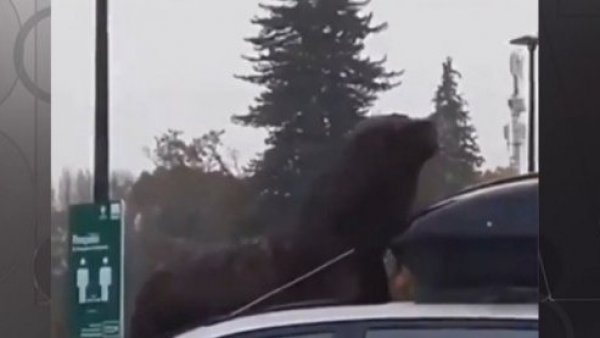 Lobo marino decide descansar sobre un colectivo en Valdivia
