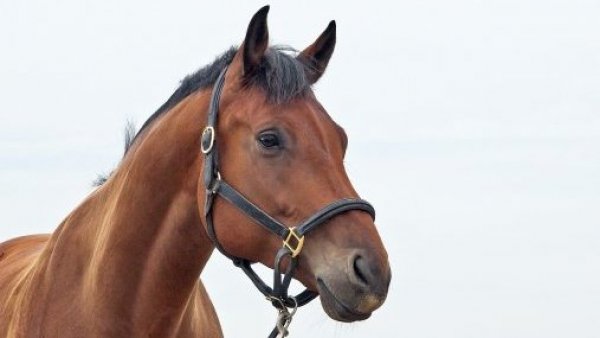 Sacrificarán 16 caballos por brote de anemia infecciosa equina en Club Hípico
