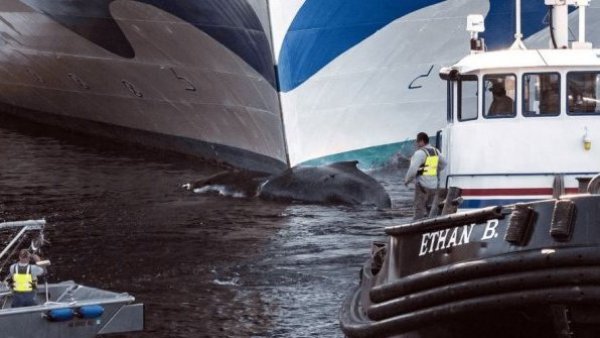 Crucero llega a Nueva York con una ballena muerta en su proa
