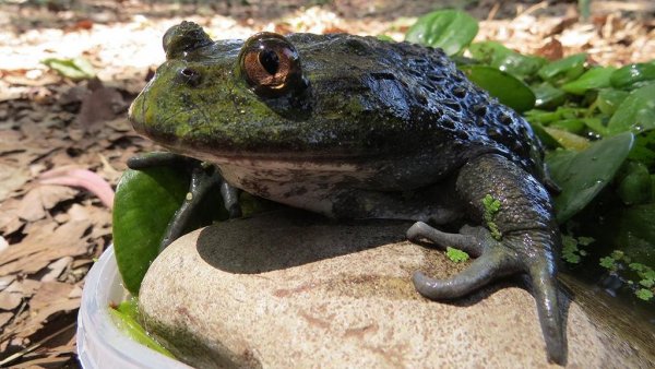 Realizan urgente llamado para salvar a la rana gigante chilena

