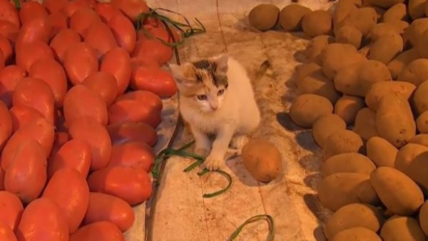 ¡Nos enamoramos de una linda gatita!
