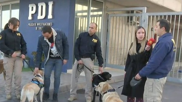Conoce a la brigada canina de la PDI: Así trabajan los perritos en operativos