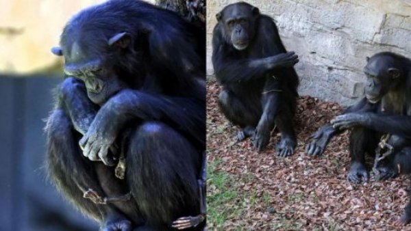 Murió hace 3 meses: la desgarradora historia de una chimpancé que no se separa de su cría